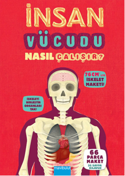 İnsan Vücudu Nasıl Çalışır